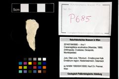 Foto (Objekt + Etikett) von Cracensigillatus acutirostrus (Moericke, 1889)  (NHMW-GEO-2014-0194-0685)